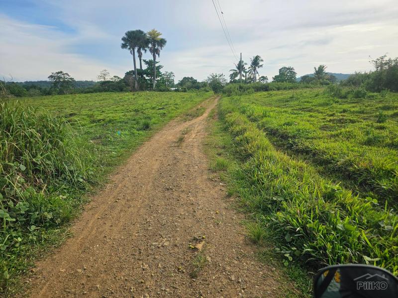 Agricultural Lot for sale in Carmen - image 4