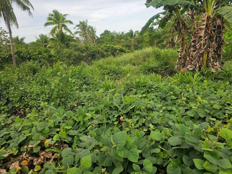 Agricultural Lot for sale in Carmen - image 5