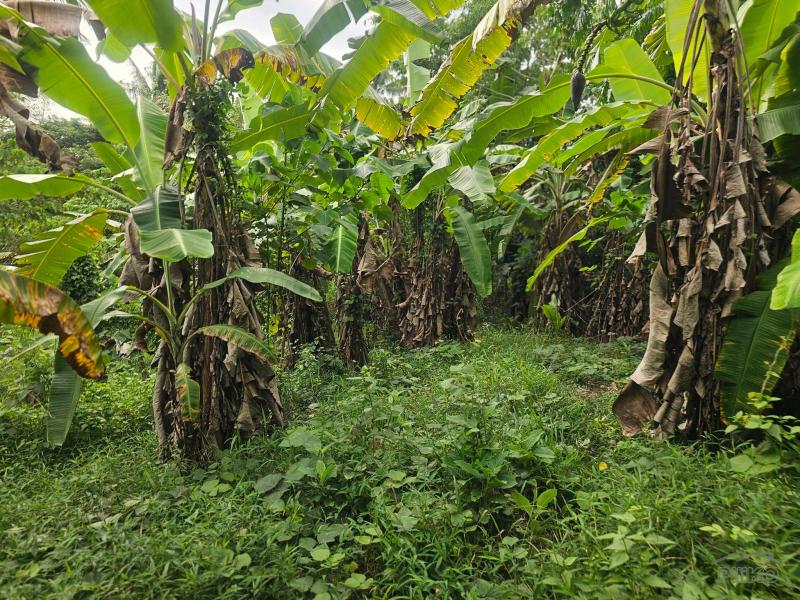 Agricultural Lot for sale in Carmen - image 6