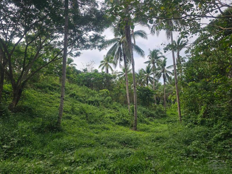 Agricultural Lot for sale in Carmen - image 7