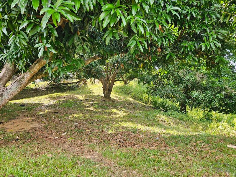 Memorial Lot for sale in Buenavista - image 2