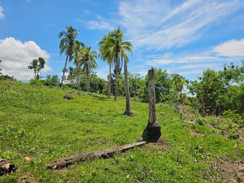 Agricultural Lot for sale in Tubigon - image 3