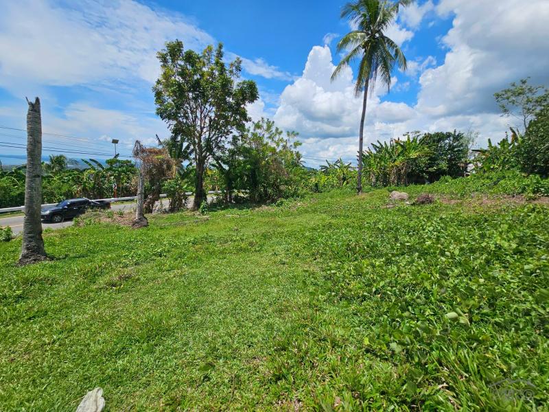 Agricultural Lot for sale in Tubigon - image 4