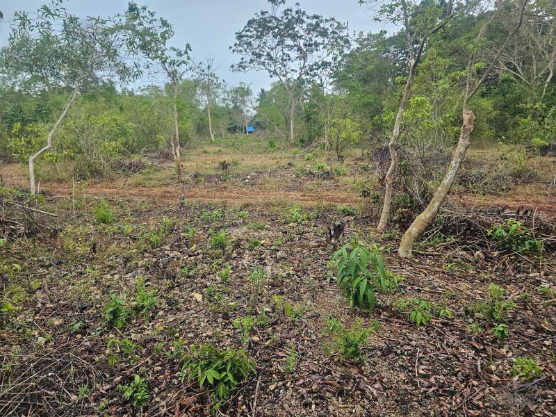Residential Lot for sale in Panglao - image 2
