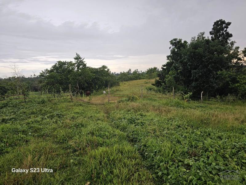 Agricultural Lot for sale in Trinidad - image 11