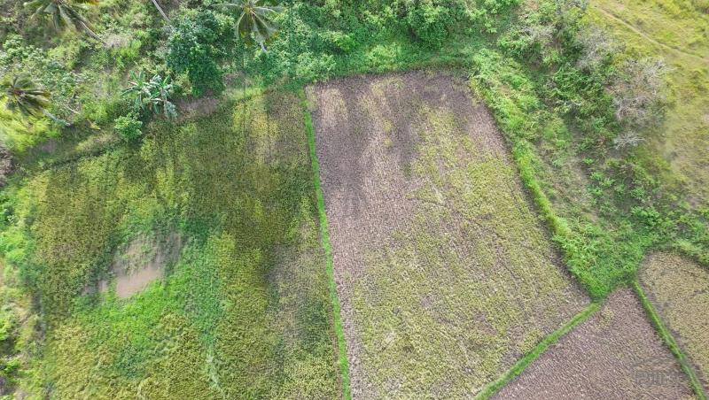 Agricultural Lot for sale in Trinidad - image 14