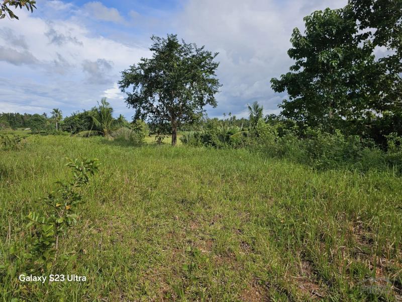Agricultural Lot for sale in Trinidad - image 18