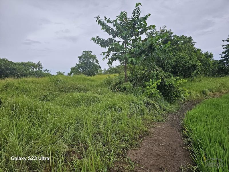 Agricultural Lot for sale in Trinidad - image 19