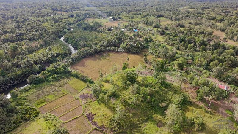 Agricultural Lot for sale in Trinidad - image 23