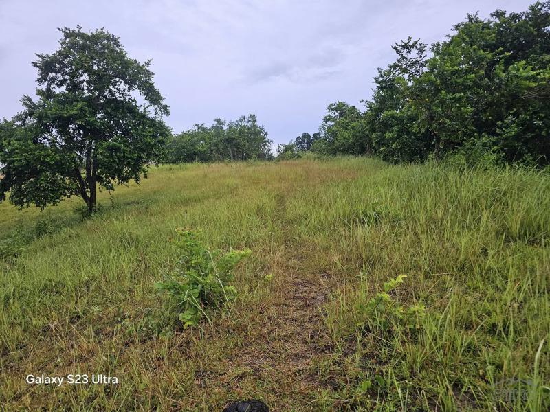 Agricultural Lot for sale in Trinidad