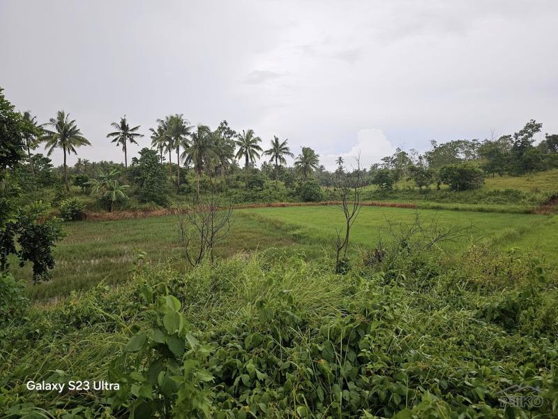 Agricultural Lot for sale in Trinidad in Philippines
