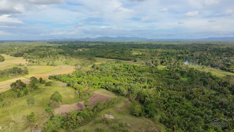 Picture of Agricultural Lot for sale in Trinidad in Bohol