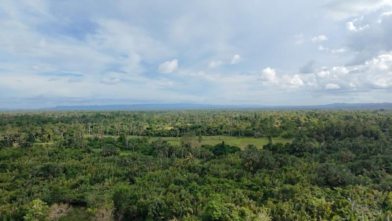 Agricultural Lot for sale in Trinidad in Bohol - image
