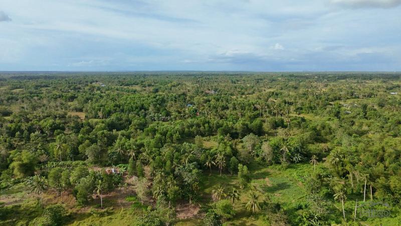 Agricultural Lot for sale in Trinidad in Philippines - image