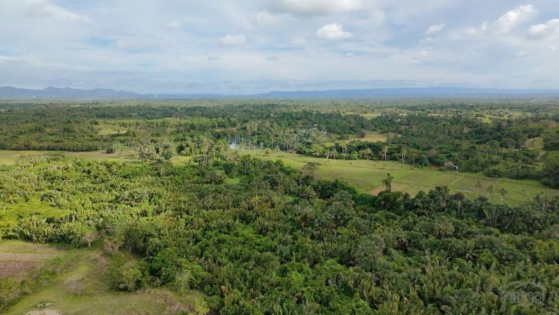 Agricultural Lot for sale in Trinidad - image 9