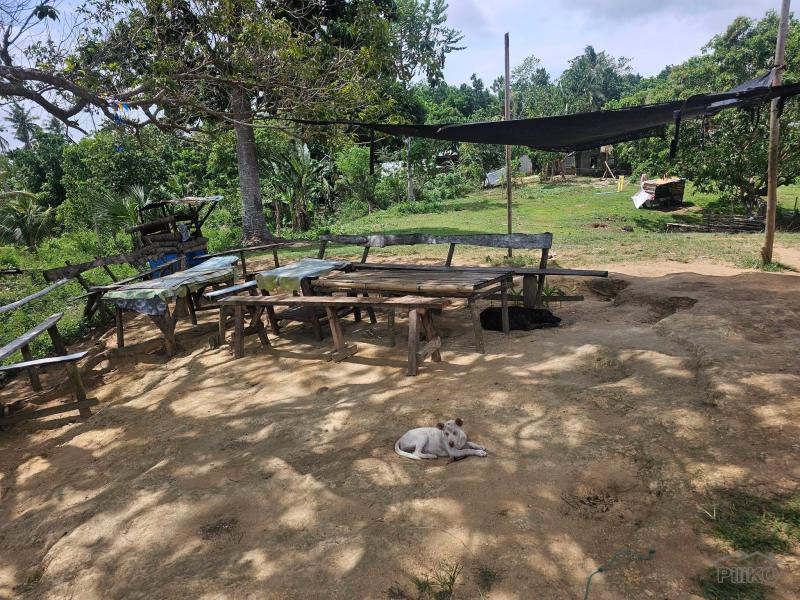 Agricultural Lot for sale in Buenavista in Bohol - image
