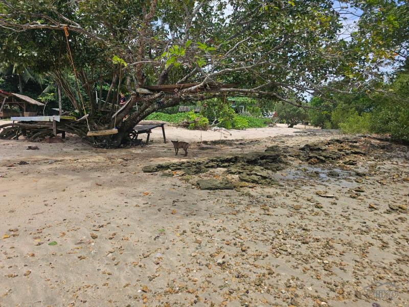 Agricultural Lot for sale in Buenavista - image 9