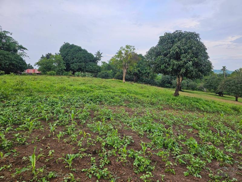 Land and Farm for sale in Ubay - image 3