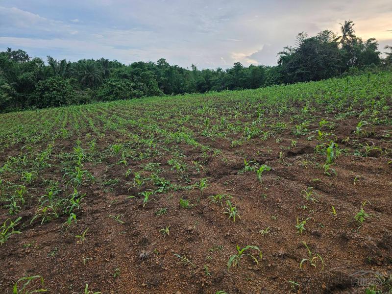Land and Farm for sale in Ubay - image 4