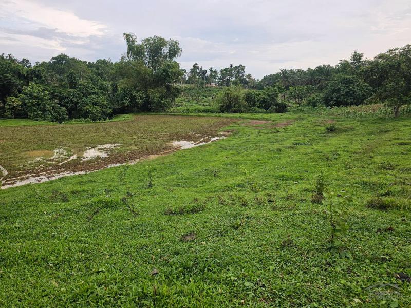 Land and Farm for sale in Ubay - image 6