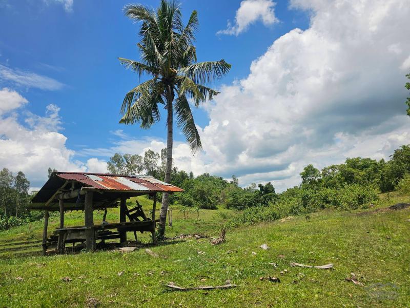 Land and Farm for sale in Buenavista - image 3