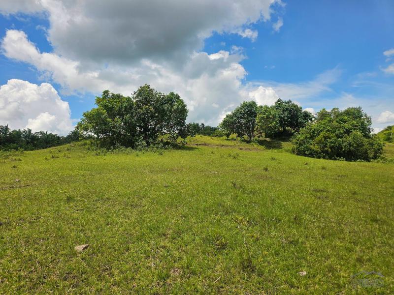 Land and Farm for sale in Buenavista - image 5