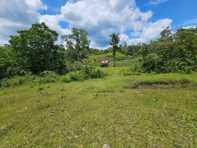 Land and Farm for sale in Buenavista - image 6