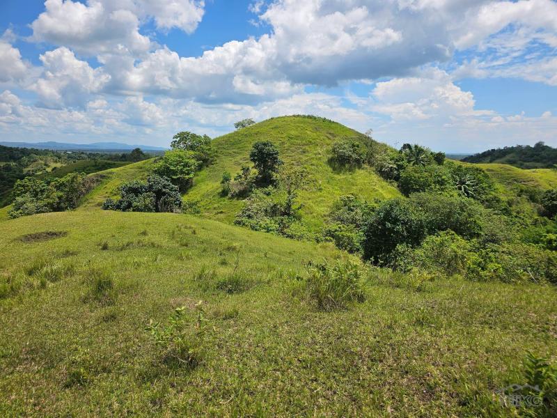 Land and Farm for sale in Buenavista - image 7