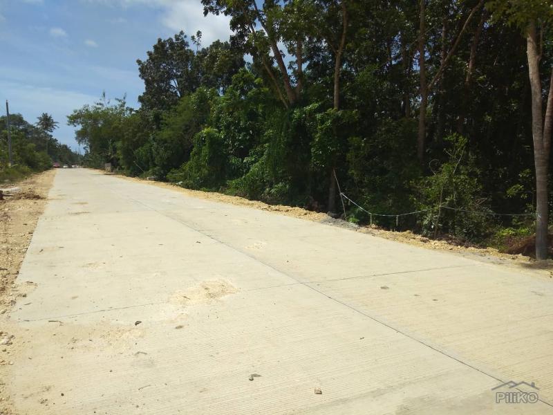 Agricultural Lot for sale in Panglao - image 3