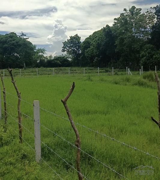 Agricultural Lot for sale in Rosario - image 2