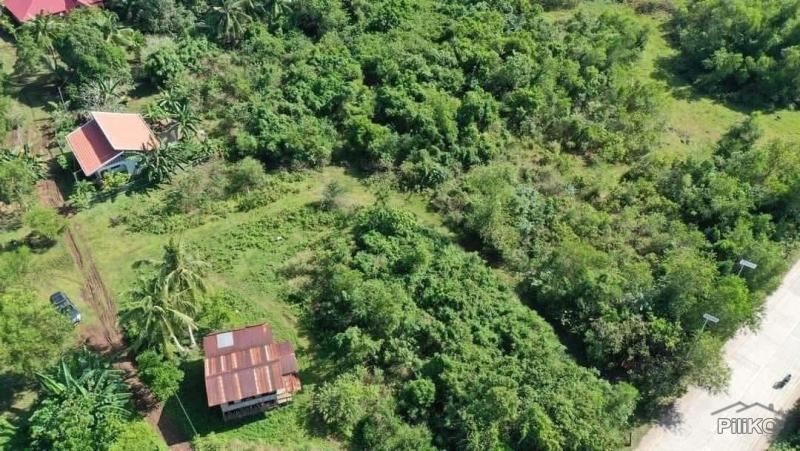 Residential Lot for sale in Panglao - image 5
