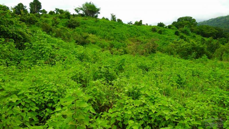 Land and Farm for sale in Cabangan in Zambales