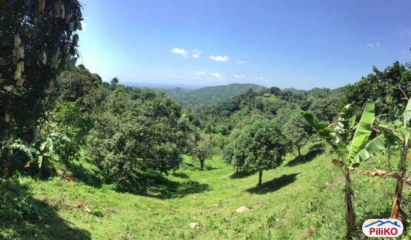 Agricultural Lot for sale in Cebu City - image 10