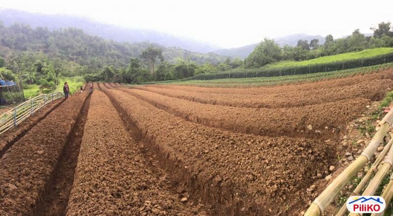 Pictures of Agricultural Lot for sale in Cebu City