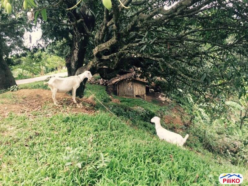 Picture of Agricultural Lot for sale in Cebu City