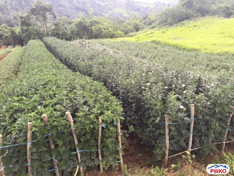 Agricultural Lot for sale in Cebu City 453420 Photo 2