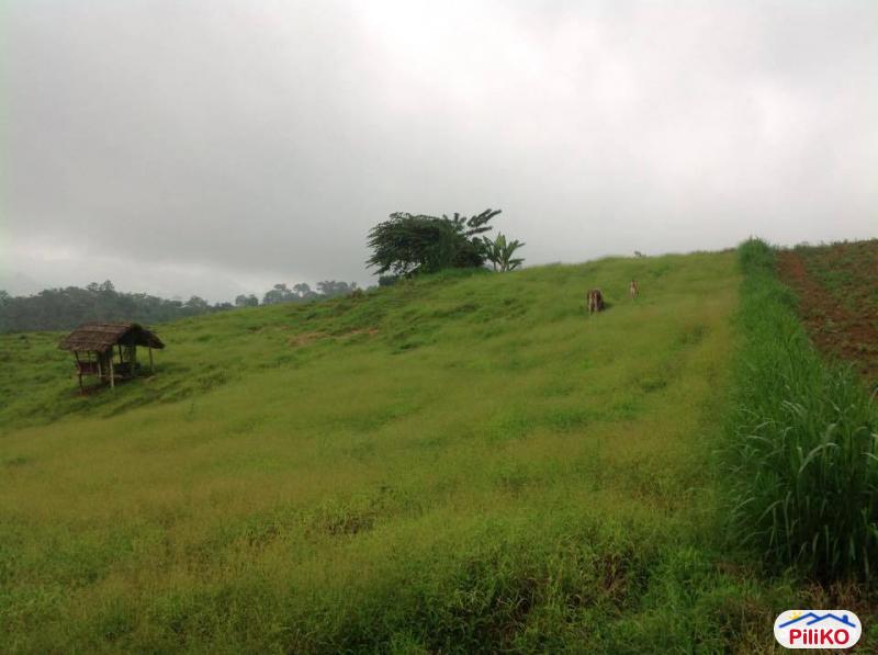 Agricultural Lot for sale in Cebu City 455179 Photo 2