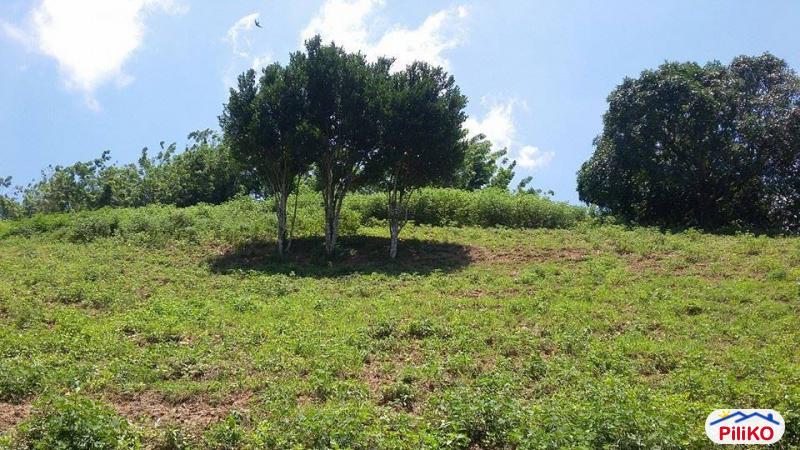 Agricultural Lot for sale in Cebu City - image 2