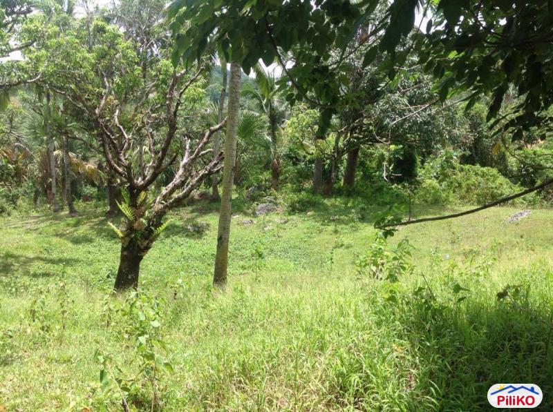 Agricultural Lot for sale in Cebu City in Cebu