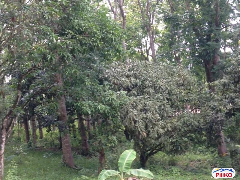 Agricultural Lot for sale in Cebu City in Philippines