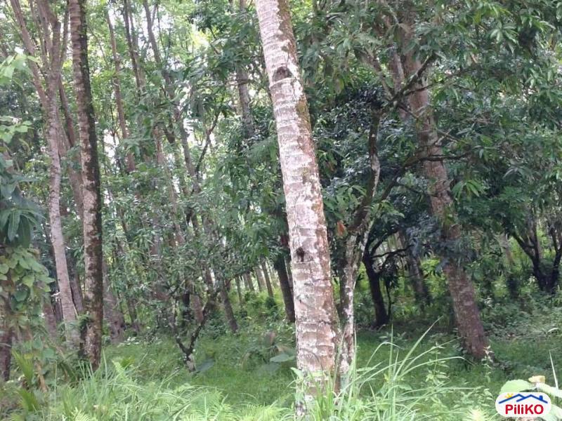 Picture of Agricultural Lot for sale in Cebu City in Cebu