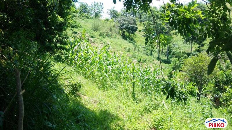 Agricultural Lot for sale in Cebu City - image 5