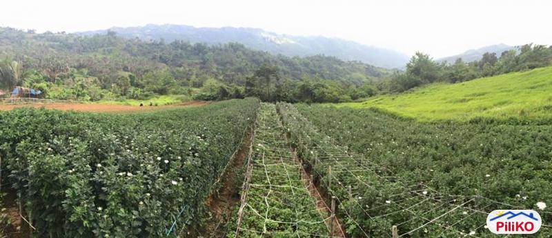 Agricultural Lot for sale in Cebu City - image 6