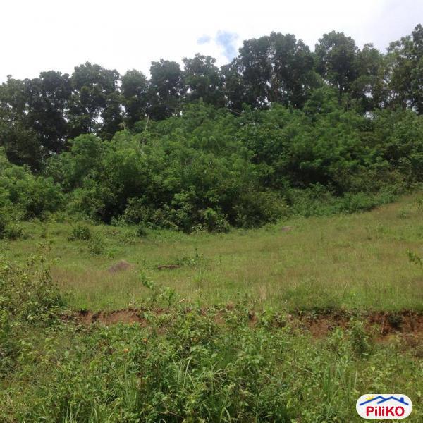 Agricultural Lot for sale in Cebu City - image 6