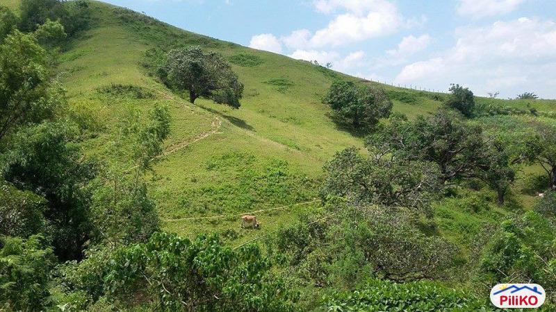 Agricultural Lot for sale in Cebu City - image 6