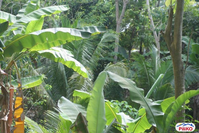 Residential Lot for sale in Cebu City in Cebu - image