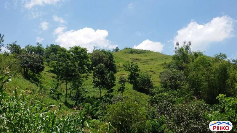 Agricultural Lot for sale in Cebu City - image 7