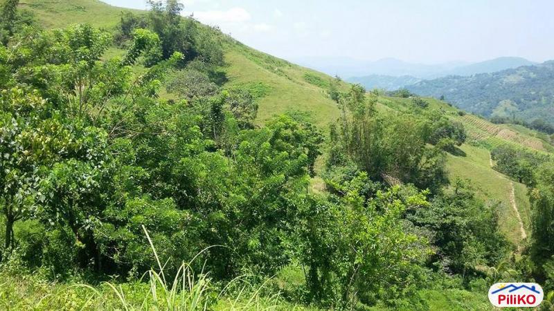 Agricultural Lot for sale in Cebu City - image 8