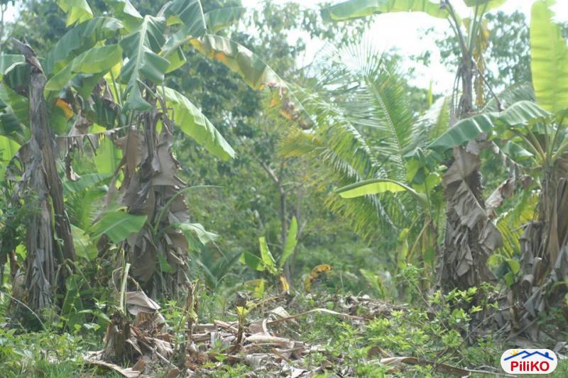 Residential Lot for sale in Cebu City - image 9