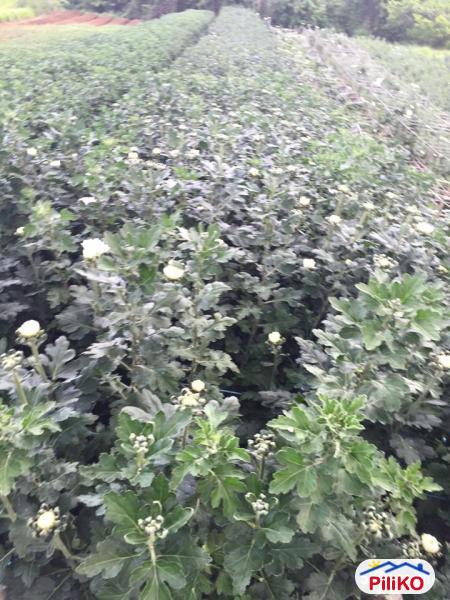 Agricultural Lot for sale in Cebu City - image 9